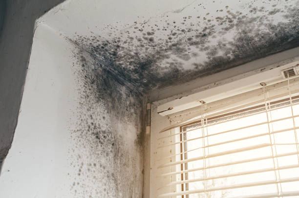 Affordable Black Mold Remediation solutions in Inver Grove Heights, MN
